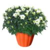 Live Hardy Chrysanthemum in Orange Pumpkin Pot - White - Colorful Fall Mums - 15" Tall by 12" Wide in 3 Qt Deco Pot - Image 10