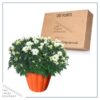 Live Hardy Chrysanthemum in Orange Pumpkin Pot - White - Colorful Fall Mums - 15" Tall by 12" Wide in 3 Qt Deco Pot - Image 5
