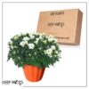 Live Hardy Chrysanthemum in Orange Pumpkin Pot - White - Colorful Fall Mums - 15" Tall by 12" Wide in 3 Qt Deco Pot - Image 12