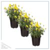 Live Flowering Hardy Chrysanthemum - Yellow (3 Plants Per Pack) - Colorful Fall Mums - 10" Tall by 6" Wide in 1 Qt Pot - Image 2