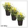 Live Flowering Hardy Chrysanthemum - Yellow (3 Plants Per Pack) - Colorful Fall Mums - 10" Tall by 6" Wide in 1 Qt Pot - Image 8