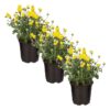 Live Flowering Hardy Chrysanthemum - Yellow (3 Plants Per Pack) - Colorful Fall Mums - 10" Tall by 6" Wide in 1 Qt Pot