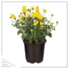 Live Flowering Hardy Chrysanthemum - Yellow (3 Plants Per Pack) - Colorful Fall Mums - 10" Tall by 6" Wide in 1 Qt Pot - Image 3