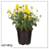 Live Flowering Hardy Chrysanthemum - Yellow (3 Plants Per Pack) - Colorful Fall Mums - 10" Tall by 6" Wide in 1 Qt Pot - Image 9