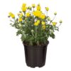 Live Flowering Hardy Chrysanthemum - Yellow (3 Plants Per Pack) - Colorful Fall Mums - 10" Tall by 6" Wide in 1 Qt Pot - Image 4