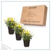 Live Flowering Hardy Chrysanthemum - Yellow (3 Plants Per Pack) - Colorful Fall Mums - 10" Tall by 6" Wide in 1 Qt Pot - Image 6