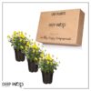Live Flowering Hardy Chrysanthemum - Yellow (3 Plants Per Pack) - Colorful Fall Mums - 10" Tall by 6" Wide in 1 Qt Pot - Image 11