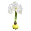 Yellow Waxed Amaryllis Bulb - Blooms White!! - No Watering Needed - Beautiful Easter Flowers - Image 7