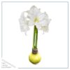 Yellow Waxed Amaryllis Bulb - Blooms White!! - No Watering Needed - Beautiful Easter Flowers - Image 8