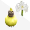 Yellow Waxed Amaryllis Bulb - Blooms White!! - No Watering Needed - Beautiful Easter Flowers - Image 9