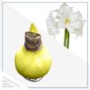 Yellow Waxed Amaryllis Bulb - Blooms White!! - No Watering Needed - Beautiful Easter Flowers - Image 10