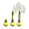 Yellow Waxed Amaryllis Bulb - Blooms White!! - No Watering Needed - Beautiful Easter Flowers - Image 11