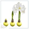 Yellow Waxed Amaryllis Bulb - Blooms White!! - No Watering Needed - Beautiful Easter Flowers - Image 15