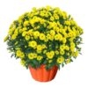 Live Hardy Chrysanthemum in Orange Pumpkin Pot - Yellow - Colorful Fall Mums - 15" Tall by 12" Wide in 3 Qt Deco Pot