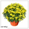 Live Hardy Chrysanthemum in Orange Pumpkin Pot - Yellow - Colorful Fall Mums - 15" Tall by 12" Wide in 3 Qt Deco Pot - Image 8