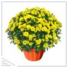 Live Hardy Chrysanthemum in Orange Pumpkin Pot - Yellow - Colorful Fall Mums - 15" Tall by 12" Wide in 3 Qt Deco Pot - Image 2