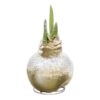 Snow Flecked Waxed Amaryllis Bulb - Glittering Gold Wax, Blooms Red - Easy Care - No Watering Needed! Beautiful Holiday Decor