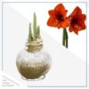 Snow Flecked Waxed Amaryllis Bulb - Glittering Gold Wax, Blooms Red - Easy Care - No Watering Needed! Beautiful Holiday Decor - Image 2