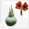 Snow Flecked Waxed Amaryllis Bulb - Grinch Green Wax, Blooms Red (3 Plants Per Pack) - Easy Care - No Watering Needed! Beautiful Holiday Decor - Image 3