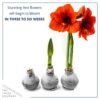 Snow Flecked Waxed Amaryllis Bulb - Grinch Green Wax, Blooms Red (3 Plants Per Pack) - Easy Care - No Watering Needed! Beautiful Holiday Decor - Image 8