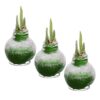 Snow Flecked Waxed Amaryllis Bulb - Grinch Green Wax, Blooms Red (3 Plants Per Pack) - Easy Care - No Watering Needed! Beautiful Holiday Decor