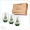 Snow Flecked Waxed Amaryllis Bulb - Grinch Green Wax, Blooms Red (3 Plants Per Pack) - Easy Care - No Watering Needed! Beautiful Holiday Decor - Image 6
