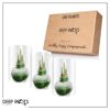 Snow Flecked Waxed Amaryllis Bulb - Grinch Green Wax, Blooms Red (3 Plants Per Pack) - Easy Care - No Watering Needed! Beautiful Holiday Decor - Image 17