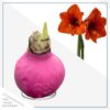 Pink Waxed Amaryllis Bulb - Blooms White!! - No Watering Needed - Beautiful Easter Flowers - Image 2