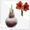 Snow Flecked Waxed Amaryllis Bulb - Christmas Red Wax, Blooms Red (2 Plants Per Pack) - Easy Care - No Watering Needed! Beautiful Holiday Decor - Image 3