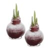 Snow Flecked Waxed Amaryllis Bulb - Christmas Red Wax, Blooms Red (2 Plants Per Pack) - Easy Care - No Watering Needed! Beautiful Holiday Decor