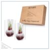 Snow Flecked Waxed Amaryllis Bulb - Christmas Red Wax, Blooms Red (2 Plants Per Pack) - Easy Care - No Watering Needed! Beautiful Holiday Decor - Image 8