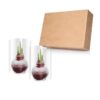 Snow Flecked Waxed Amaryllis Bulb - Christmas Red Wax, Blooms Red (2 Plants Per Pack) - Easy Care - No Watering Needed! Beautiful Holiday Decor - Image 10
