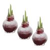 Snow Flecked Waxed Amaryllis Bulb - Christmas Red Wax, Blooms Red (3 Plants Per Pack) - Easy Care - No Watering Needed! Beautiful Holiday Decor