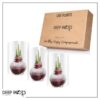 Snow Flecked Waxed Amaryllis Bulb - Christmas Red Wax, Blooms Red (3 Plants Per Pack) - Easy Care - No Watering Needed! Beautiful Holiday Decor - Image 18