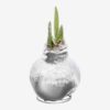 Snow Flecked Waxed Amaryllis Bulb - Sparkling Silver Wax, Blooms Red (3 Plants Per Pack) - Easy Care - No Watering Needed! Beautiful Holiday Decor - Image 2