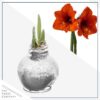 Snow Flecked Waxed Amaryllis Bulb - Sparkling Silver Wax, Blooms Red (3 Plants Per Pack) - Easy Care - No Watering Needed! Beautiful Holiday Decor - Image 3