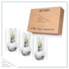 Snow Flecked Waxed Amaryllis Bulb - Sparkling Silver Wax, Blooms Red (3 Plants Per Pack) - Easy Care - No Watering Needed! Beautiful Holiday Decor - Image 8