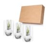 Snow Flecked Waxed Amaryllis Bulb - Sparkling Silver Wax, Blooms Red (3 Plants Per Pack) - Easy Care - No Watering Needed! Beautiful Holiday Decor - Image 10