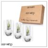Snow Flecked Waxed Amaryllis Bulb - Sparkling Silver Wax, Blooms Red (3 Plants Per Pack) - Easy Care - No Watering Needed! Beautiful Holiday Decor - Image 22