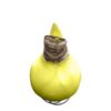 Yellow Waxed Amaryllis Bulb - Blooms White!! - No Watering Needed - Beautiful Easter Flowers