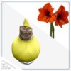 Yellow Waxed Amaryllis Bulb - Blooms White!! - No Watering Needed - Beautiful Easter Flowers - Image 2
