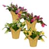 Live Flowering Thanksgiving/Christmas Cactus in Deco Cover - Assorted Colors (4 Plants Per Pack), Beautiful Holiday Zygocactus, 5" Tall by 5" Wide