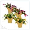Live Flowering Thanksgiving/Christmas Cactus in Deco Cover - Assorted Colors (4 Plants Per Pack), Beautiful Holiday Zygocactus, 5" Tall by 5" Wide - Image 2