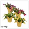 Live Flowering Thanksgiving/Christmas Cactus in Deco Cover - Assorted Colors (4 Plants Per Pack), Beautiful Holiday Zygocactus, 5" Tall by 5" Wide - Image 5
