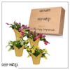 Live Flowering Thanksgiving/Christmas Cactus in Deco Cover - Assorted Colors (4 Plants Per Pack), Beautiful Holiday Zygocactus, 5" Tall by 5" Wide - Image 7