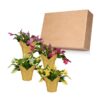 Live Flowering Thanksgiving/Christmas Cactus in Deco Cover - Assorted Colors (4 Plants Per Pack), Beautiful Holiday Zygocactus, 5" Tall by 5" Wide - Image 9