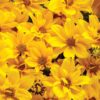 Proven Winners® Bidens - Goldilocks Rocks Yellow - 4 Plants Per Pack - Spring Annual Plant - 8" Tall by 4" Wide in 1.56 PW Pot - Image 4
