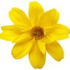Proven Winners® Bidens - Goldilocks Rocks Yellow - 4 Plants Per Pack - Spring Annual Plant - 8" Tall by 4" Wide in 1.56 PW Pot - Image 3