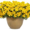 Proven Winners® Bidens - Goldilocks Rocks Yellow - 4 Plants Per Pack - Spring Annual Plant - 8" Tall by 4" Wide in 1.56 PW Pot - Image 2