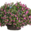 Proven Winners® Calibrachoa - Superbells Doublette Love Swept - 4 Plants Per Pack - Flowering Spring Annual - 6" Tall by 6" Wide in 1.56 PW Pot - Image 2